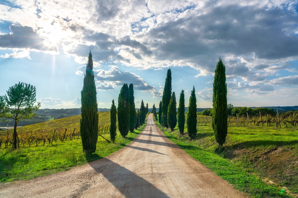 Country road flanked by cypress trees in the Chianti region, Tuscany